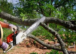 Best Seasonal Cleanup  in Charleston, IL